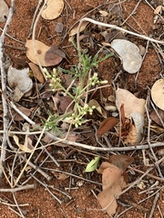 Jatropha erythropoda