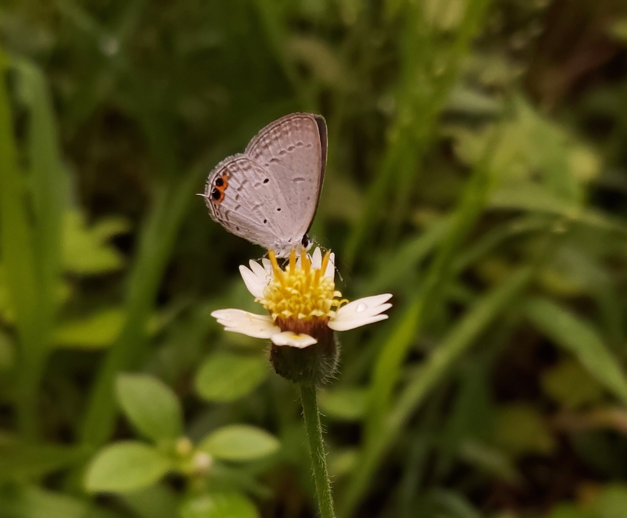 Orange-Crowned Cupid