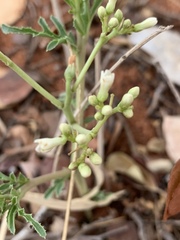 Jatropha erythropoda