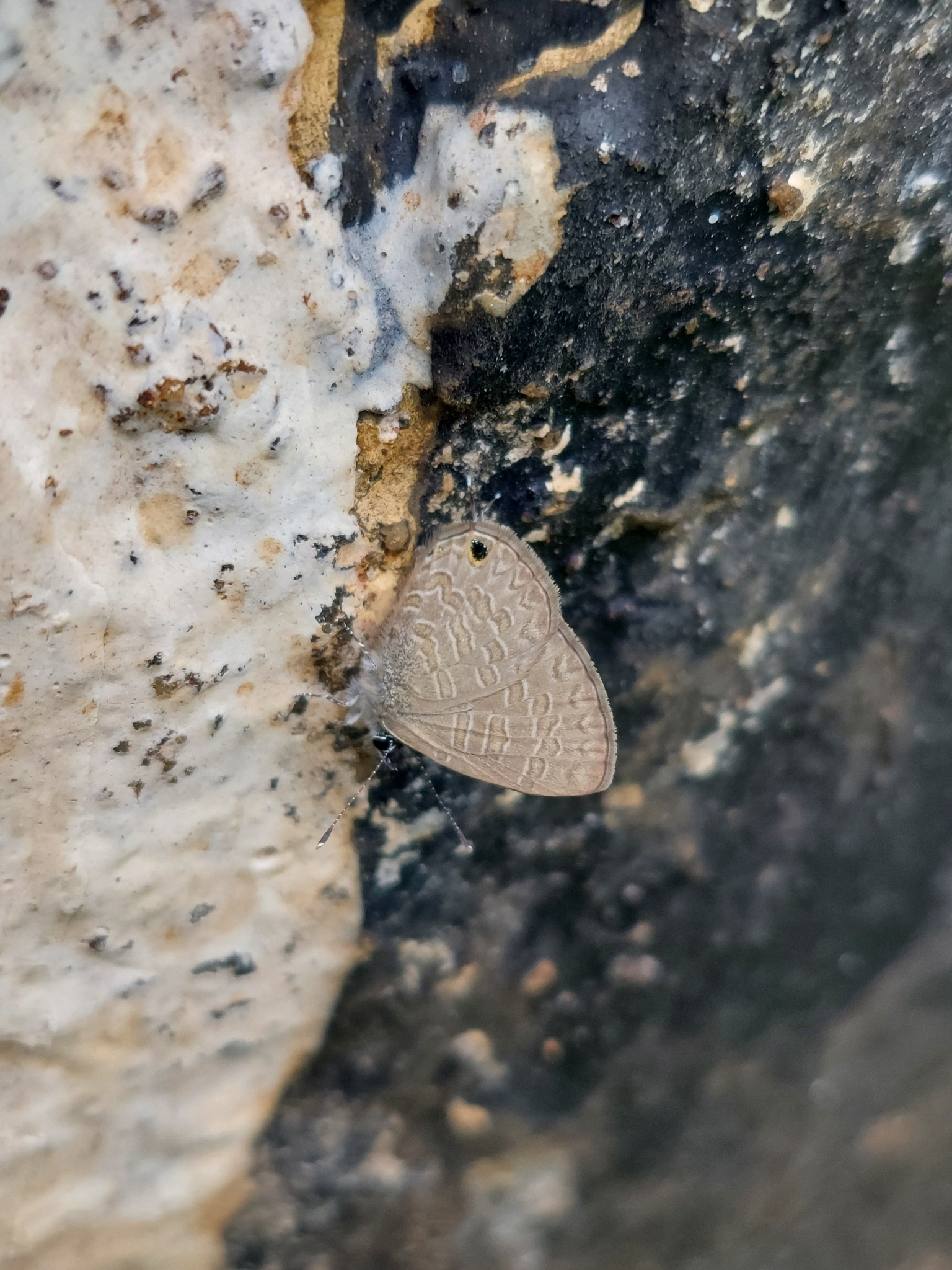 Common Lineblue