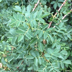 Rosa woodsii