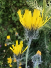 Hieracium villosum