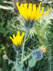 Hieracium villosum