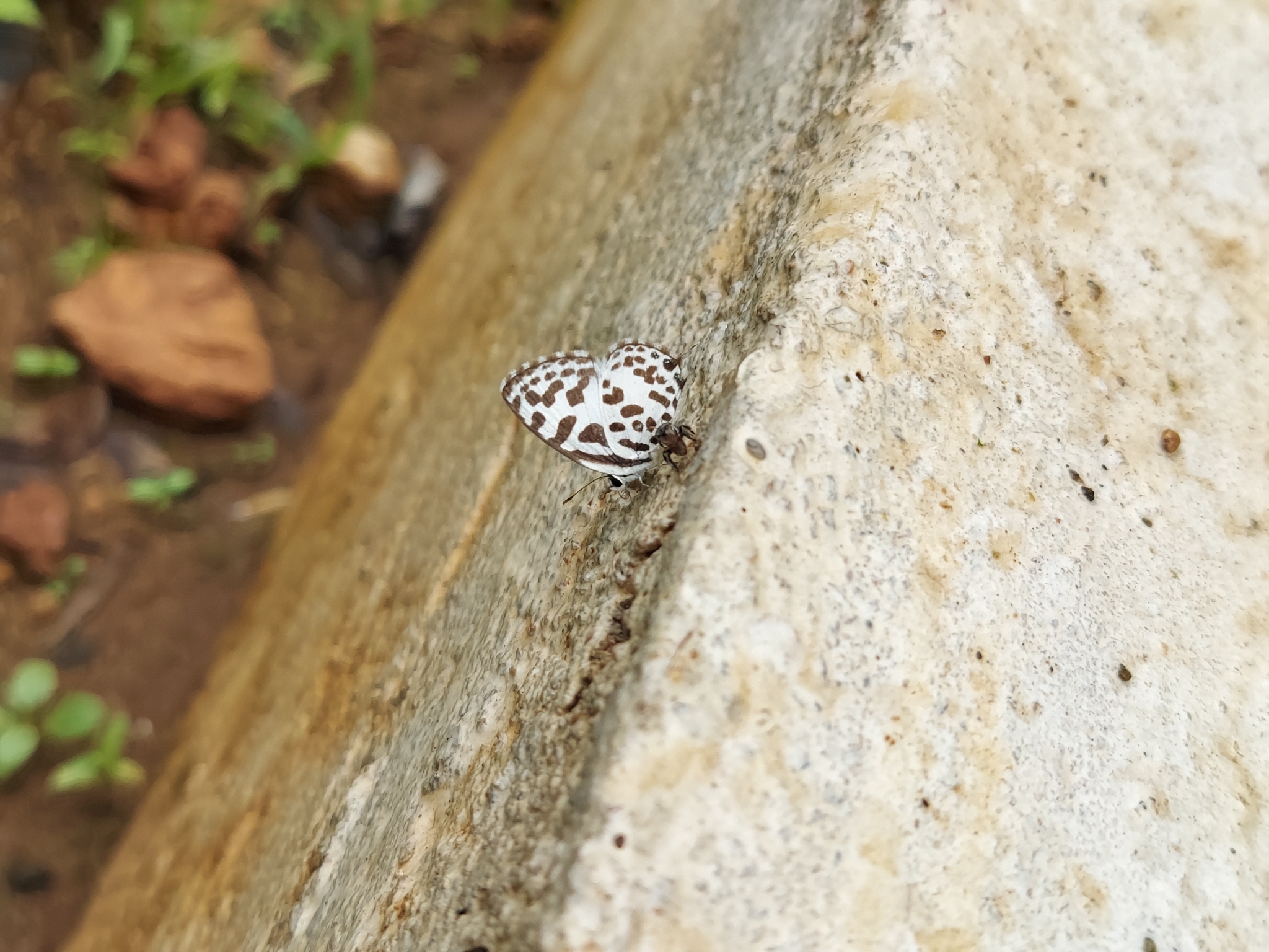 Common Pierrot