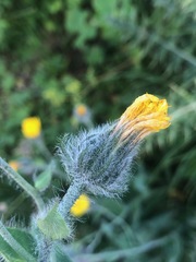 Hieracium villosum
