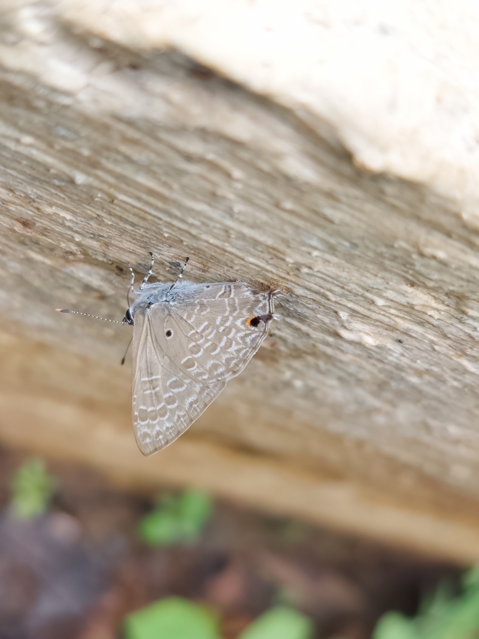 Pointed Ciliate Blue