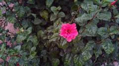Hibiscus rosa-sinensis