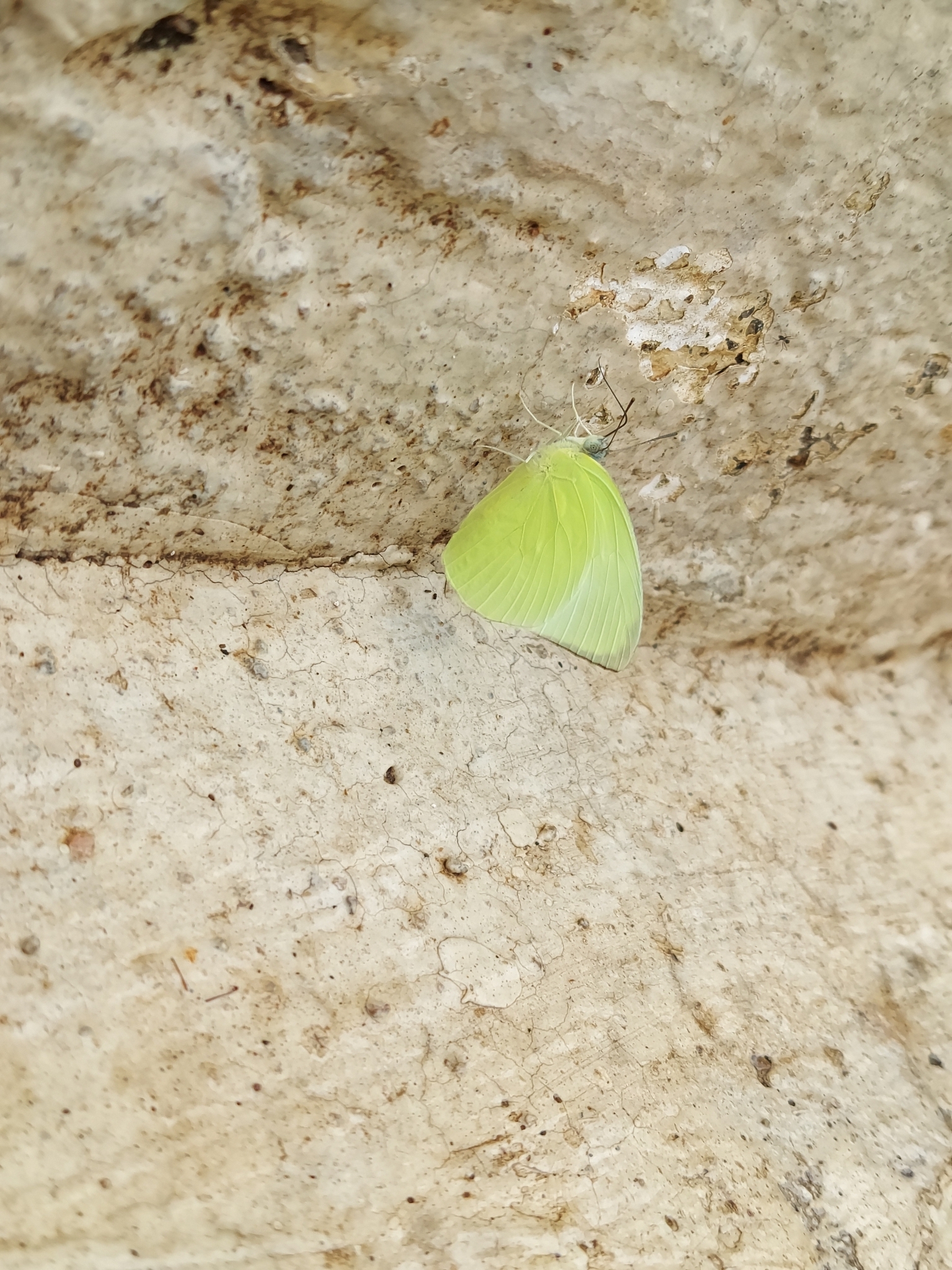 Lemon Emigrant