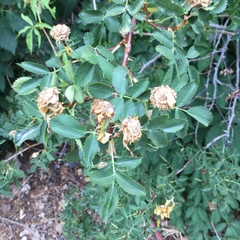 Rosa woodsii