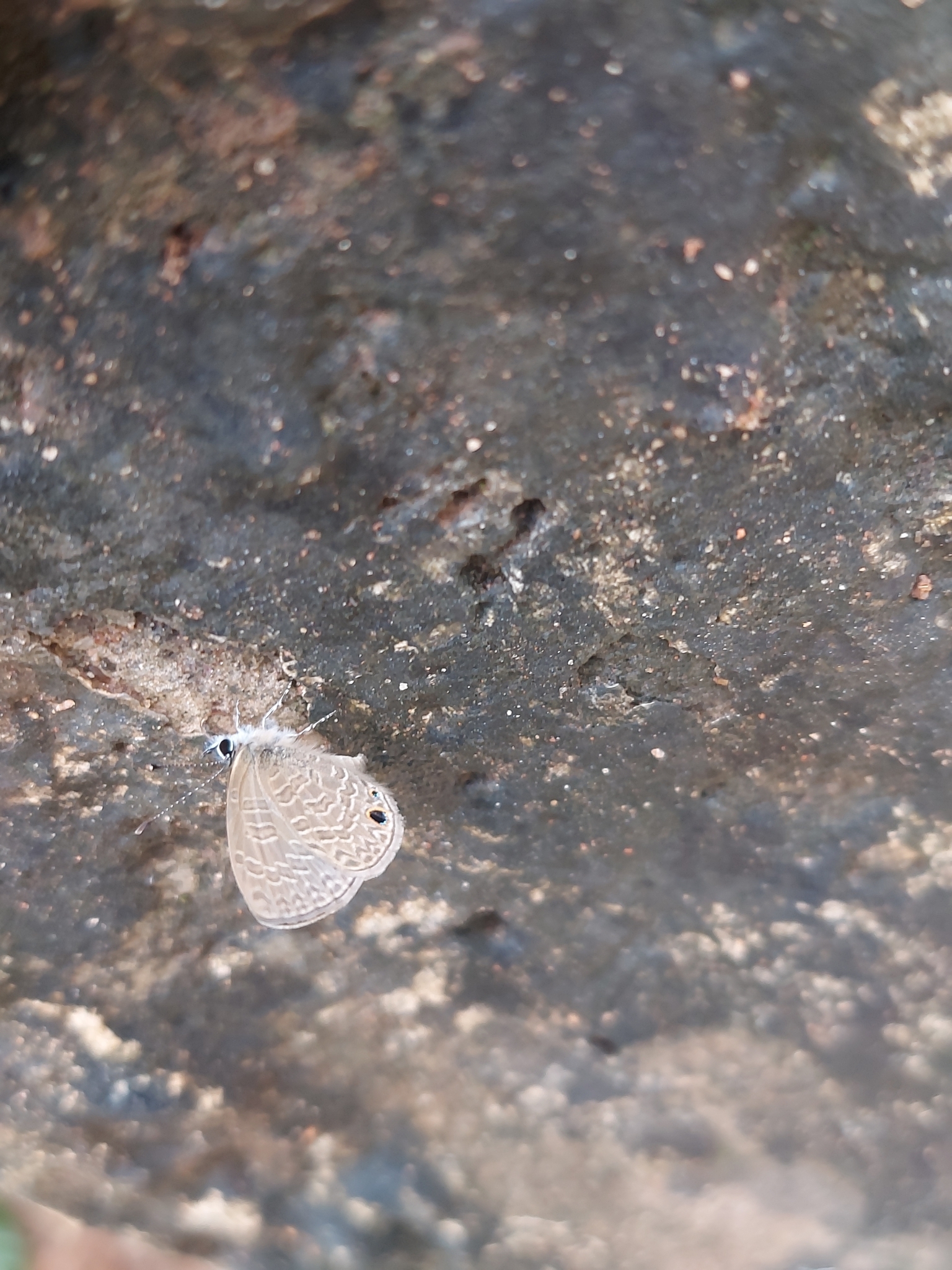 Tailless Lineblue