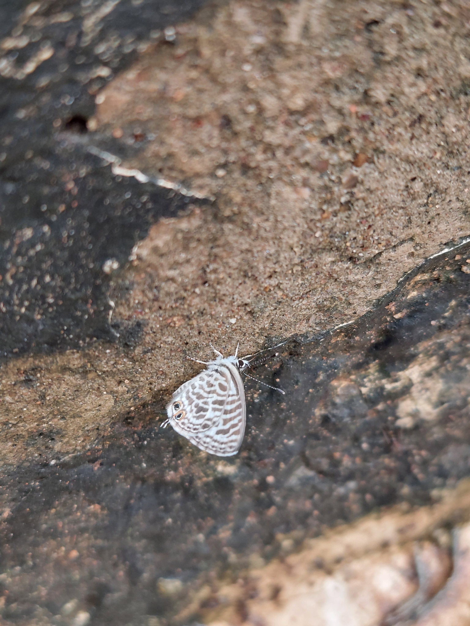 Zebra Blue