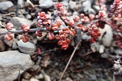 Veronica decora