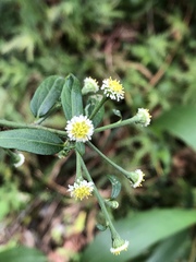 Rhynchospermum verticillatum