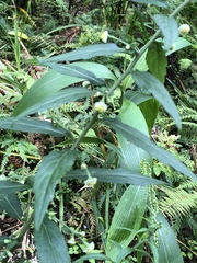 Rhynchospermum verticillatum