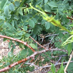 Rosa woodsii