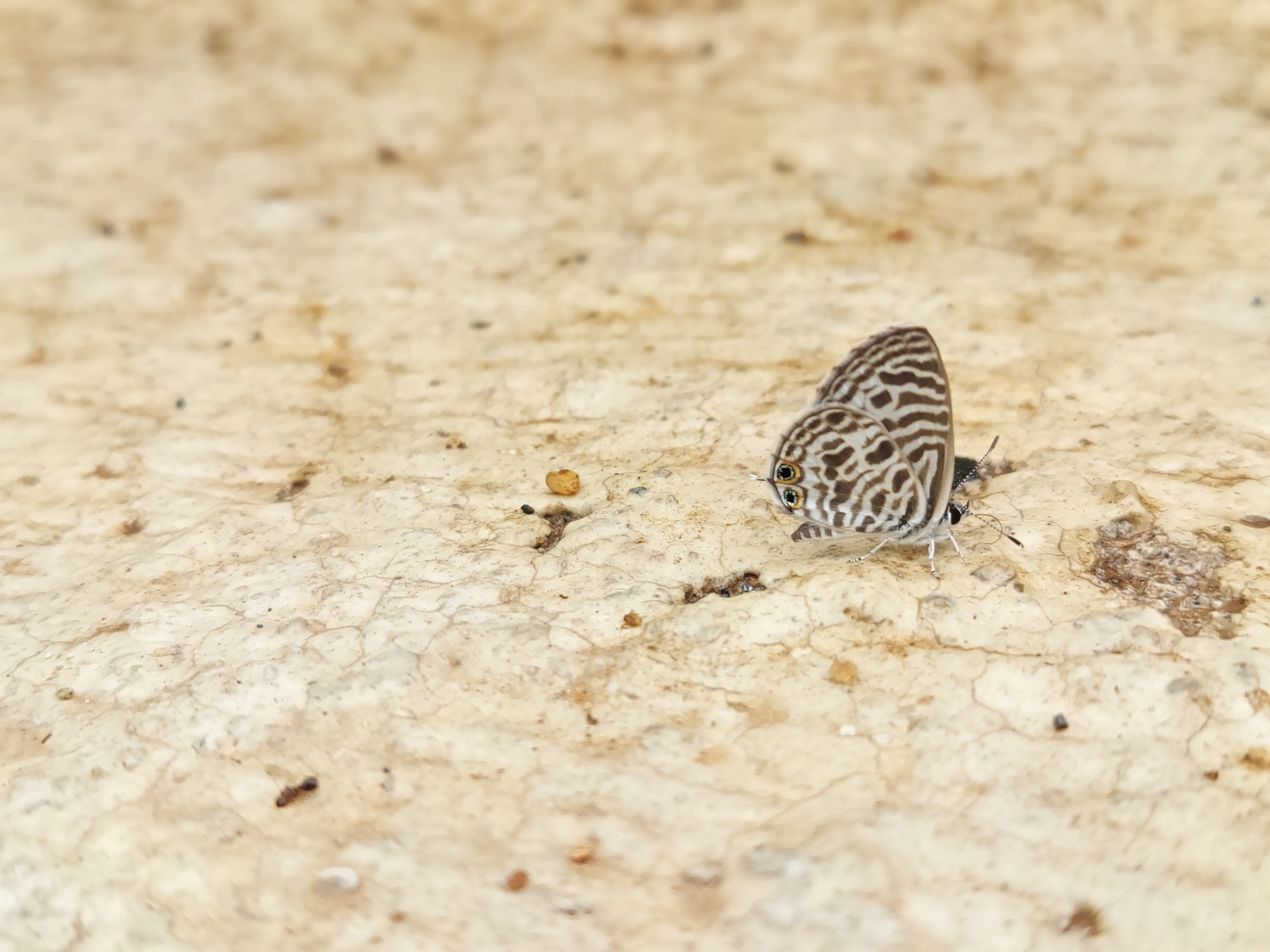 Zebra Blue