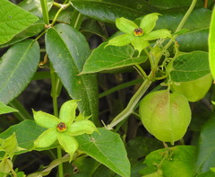 Gonolobus erianthus