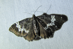 Rheumaptera hastata