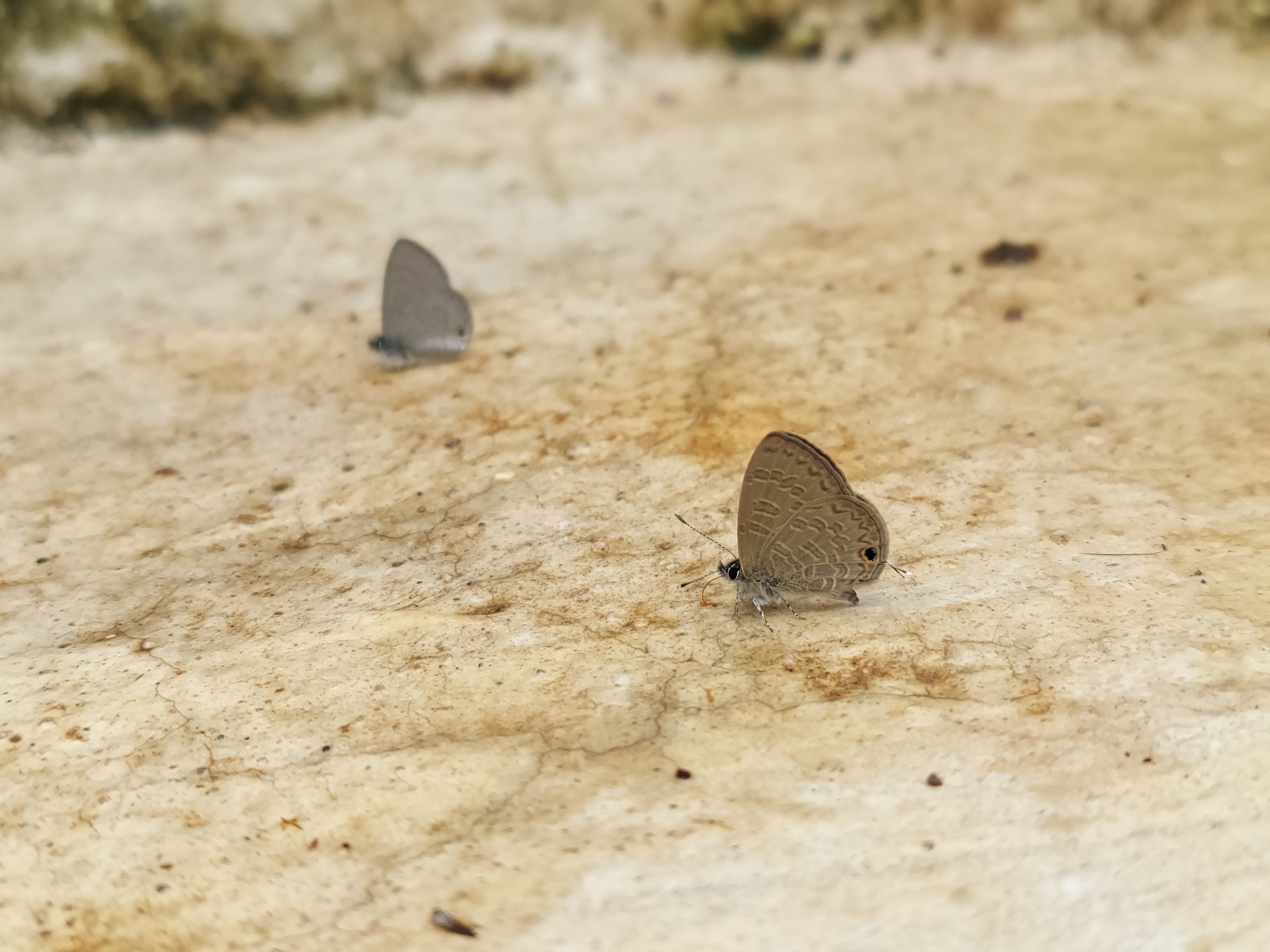 Tailless Lineblue