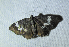 Rheumaptera hastata
