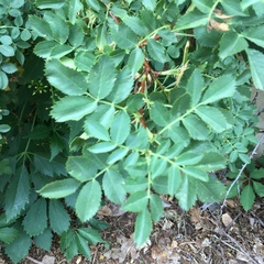 Rosa woodsii
