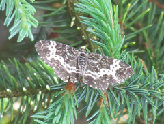 Rheumaptera hastata