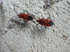 Physopelta slanbuschii