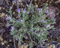 Hebecarpa macradenia