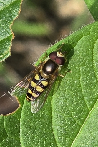 Unknown species found near Boise, ID 83706, USA