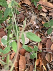 Rhynchosia totta totta