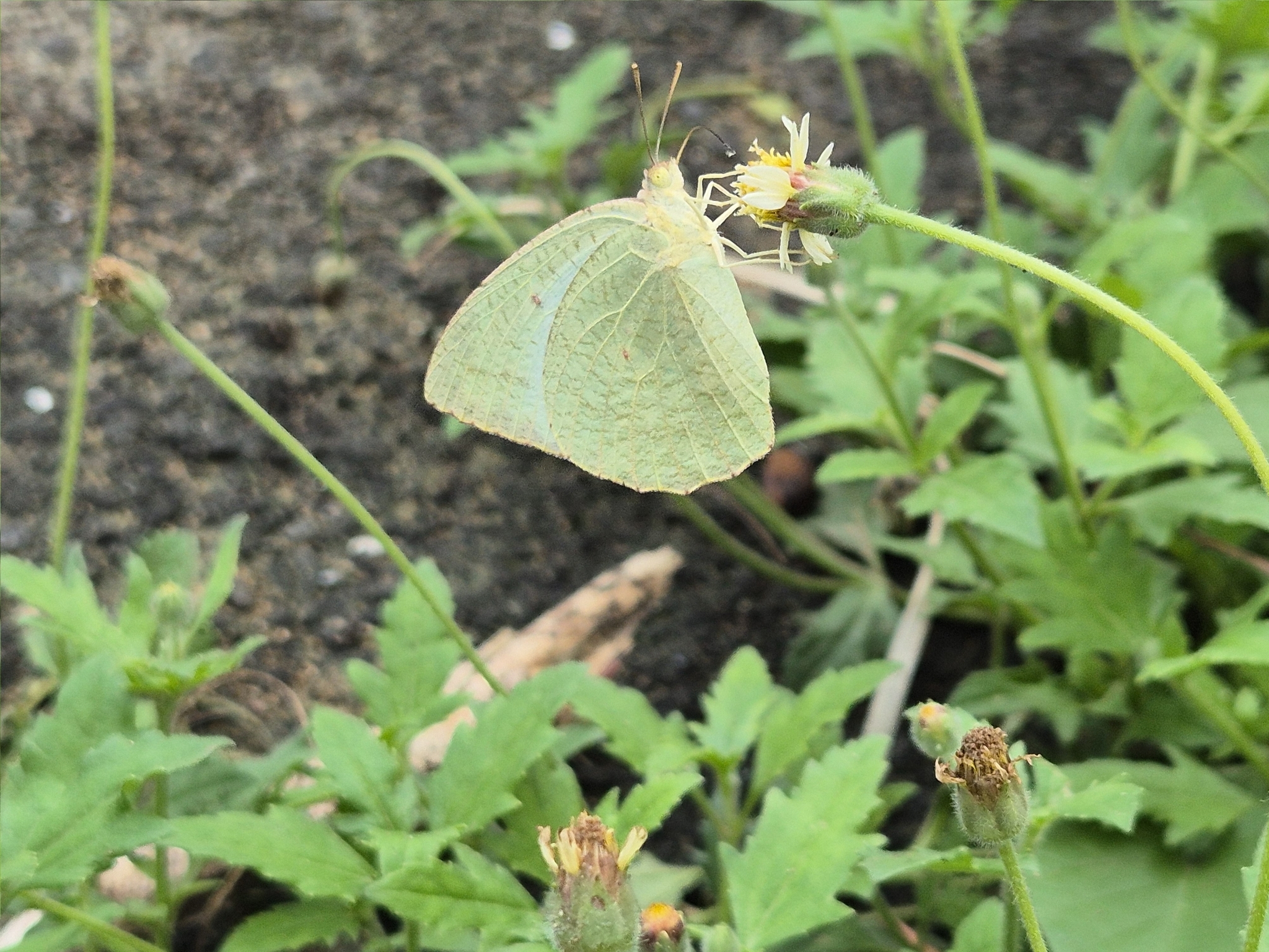 Mottled Emigrant