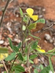 Rhynchosia totta totta