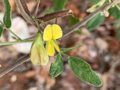 Rhynchosia totta totta