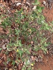 Rhynchosia totta totta