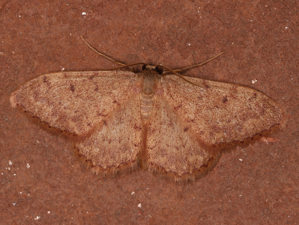 Brachyglossina culoti