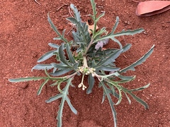 Jatropha erythropoda