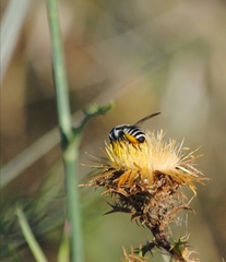 Megachile albisecta