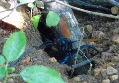 Protomydas rubidapex