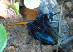 Protomydas rubidapex