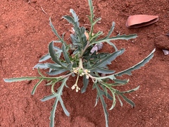 Jatropha erythropoda