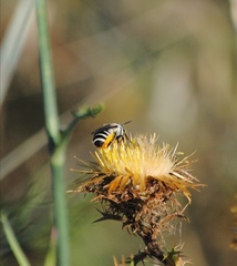 Megachile albisecta