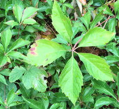 Parthenocissus quinquefolia