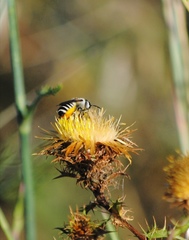 Megachile albisecta