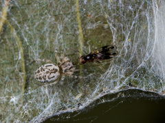 Dictynomorpha strandi