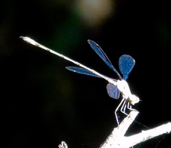 Lestes sigma