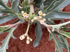 Jatropha erythropoda