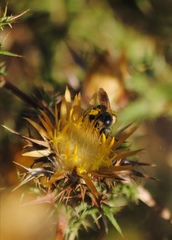 Megachile albisecta