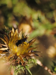 Megachile albisecta