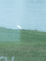 Ardea alba