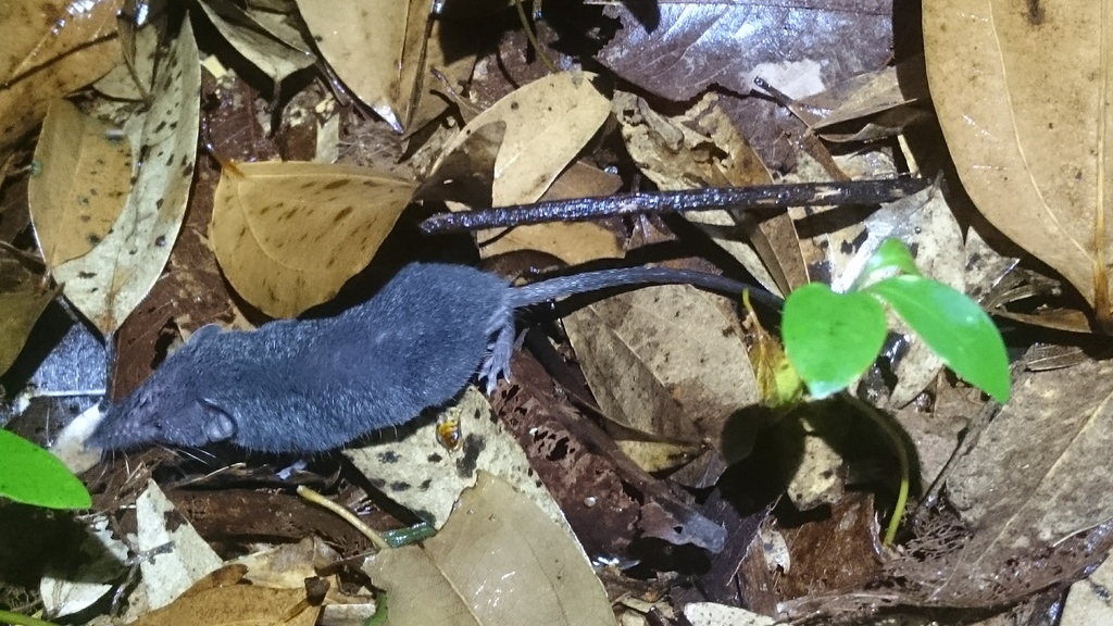 Chinese White-toothed Shrew